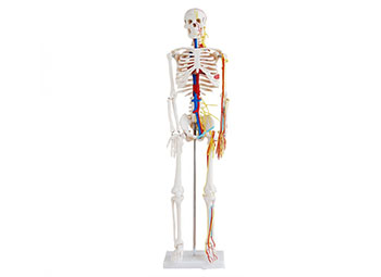 人体骨骼带心脏和血管模型85CM