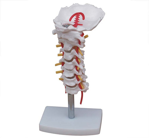 颈椎带颈动脉模型