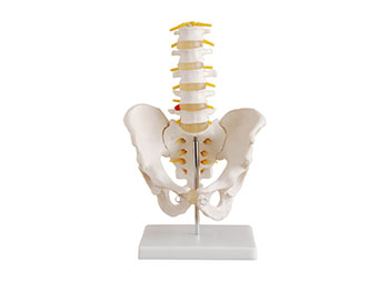 骨盆带五节腰椎模型