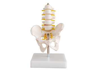 小型骨盆带五节腰椎模型