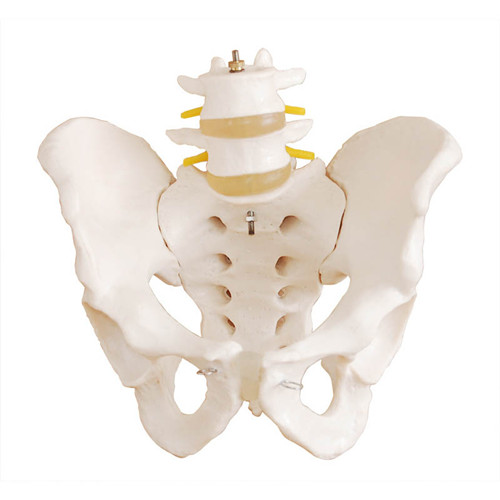 人体脊柱带骨盆模型