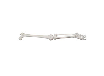 下肢骨骼模型