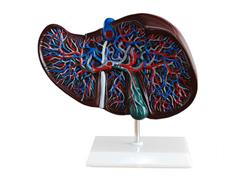 肝解剖模型