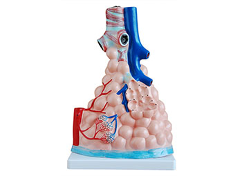 肺泡模型,肺泡放大模型