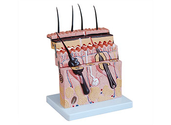 皮肤切面模型