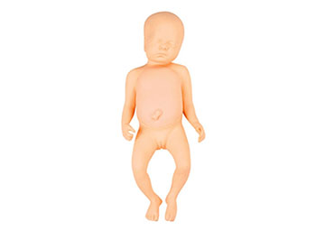 胎儿模型,足月胎儿模型