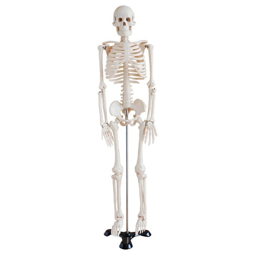 人体骨架模型