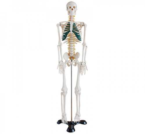 医用人体骨骼模型