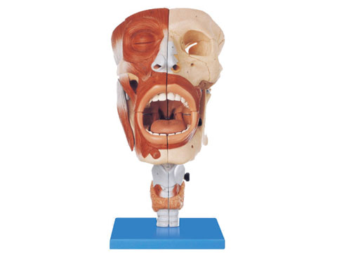 鼻、口、咽、喉腔模型