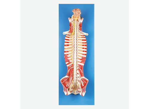 椎管内部脊髓神经模型
