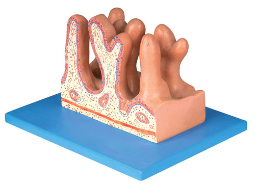 空肠内面放大模型