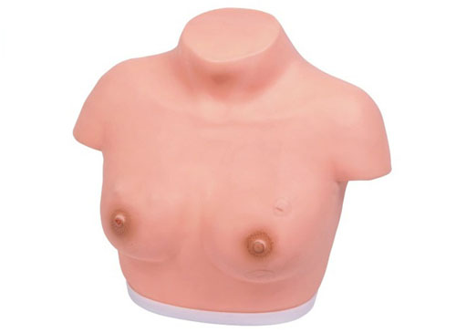 乳房触诊模型