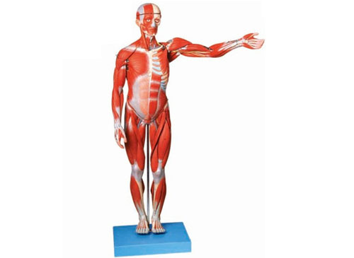 人体全身肌肉解剖模型（自然大）
