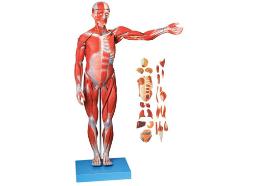 人体全身肌肉附内脏模型（自然大）