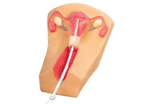 女性宫内避孕器及训练模型