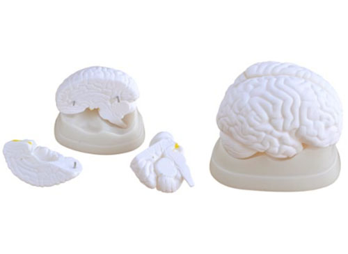 脑模型