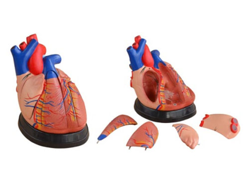 心脏解剖模型