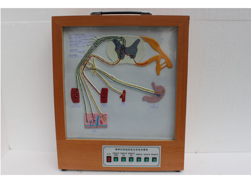 脊神经的组成和分布电动模型