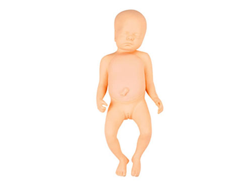足月胎儿模型