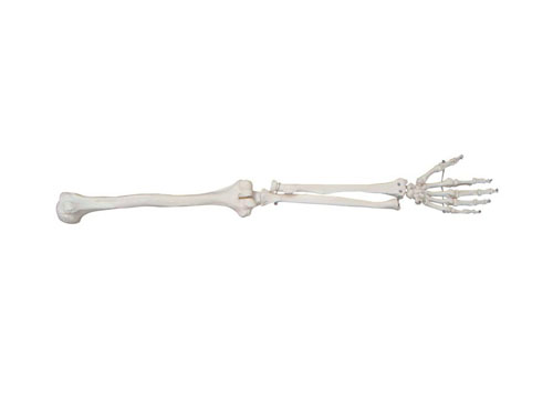 上肢骨骼模型