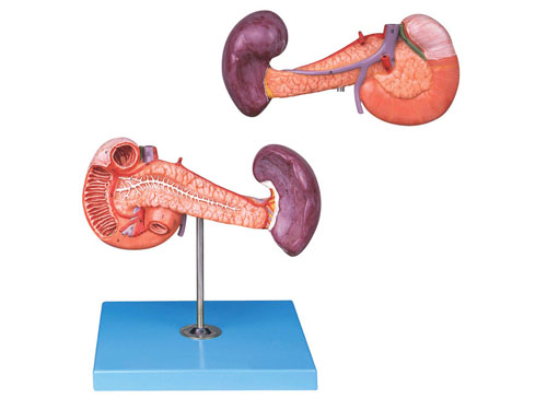 胰、十二指肠和脾模型