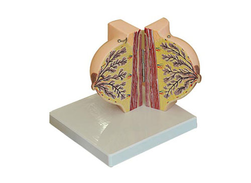 静止期女性乳房解剖模型