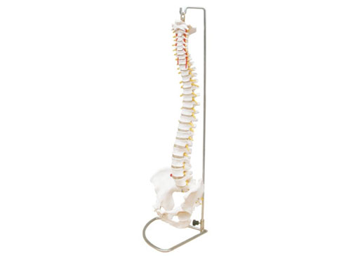 自然大脊椎带骨盆模型