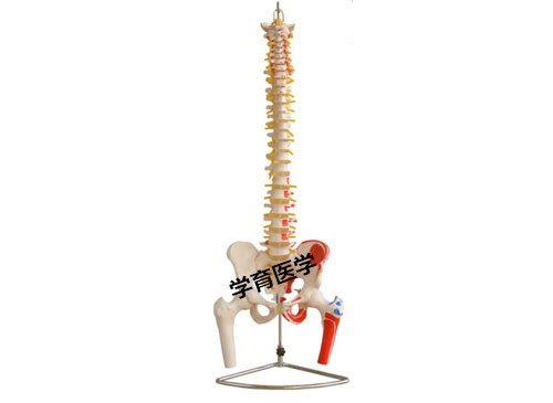 自然大脊椎附骨盆和半腿骨附肌肉着色模型