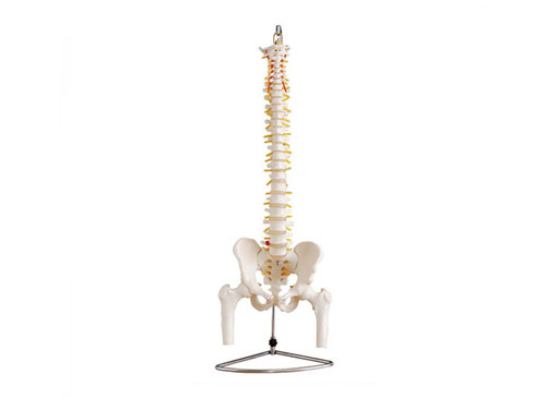 自然大脊椎附骨盆和半腿骨模型