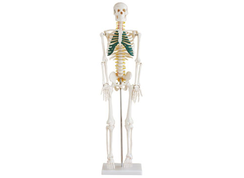 人体骨骼带神经模型