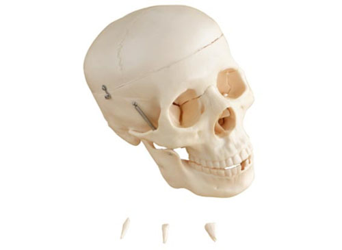 头颅骨模型