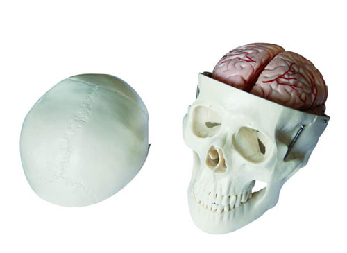 头颅骨带8部分脑动脉模型
