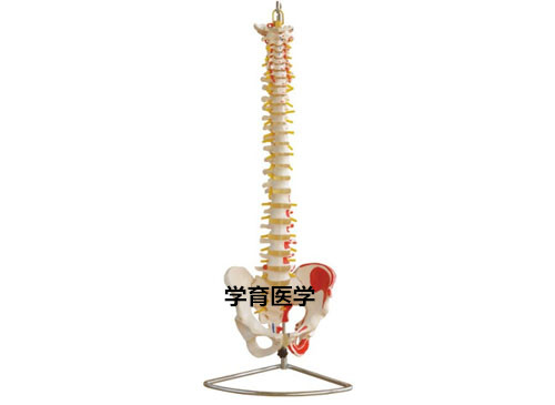 脊椎带骨盆附肌肉着色模型