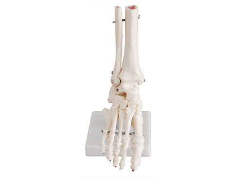 脚关节骨模型