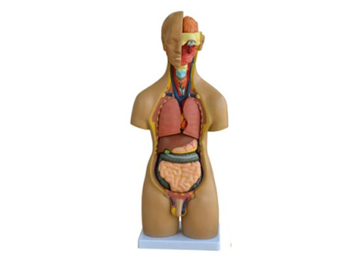 55CM两性躯干模型20件