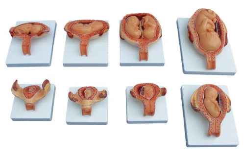 妊娠胚胎发育过程模型