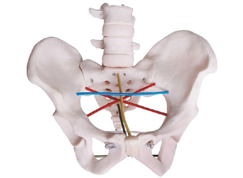 骨盆测量示教模型