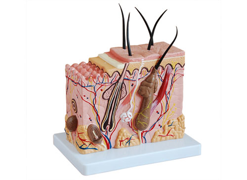 人体皮肤解剖模型