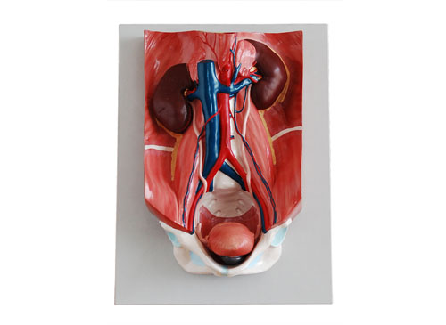 人体泌尿系统解剖模型