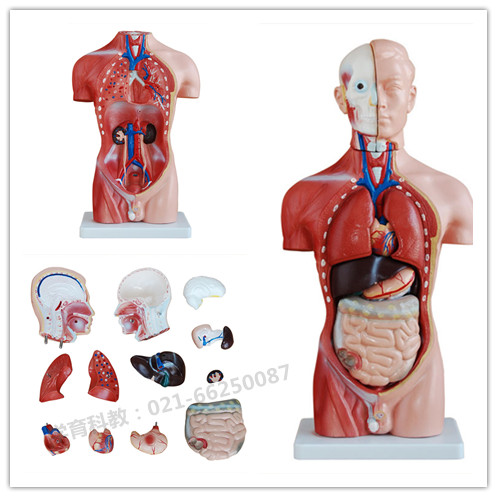 42CM男性躯干模型13件