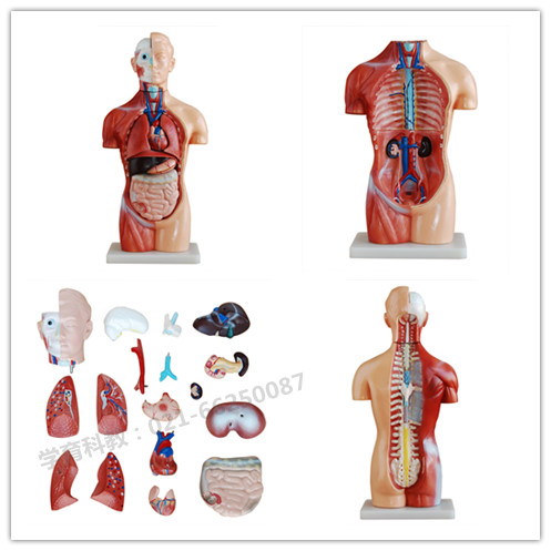 42CM无性躯干模型18件
