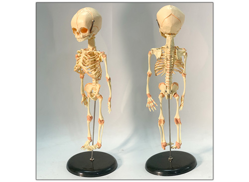 婴儿骨骼模型