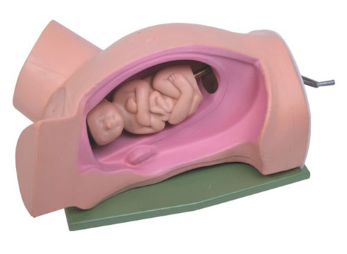 胎儿分娩模型