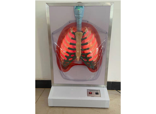 人体呼吸运动电动模型