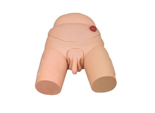 高级女性导尿模型