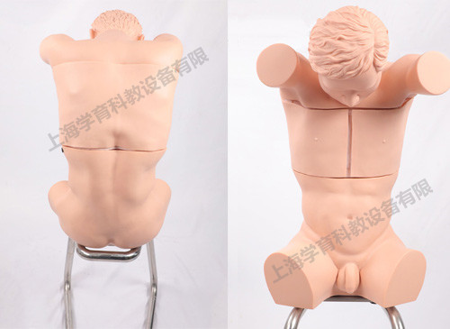 胸腔（背部）穿刺训练模型