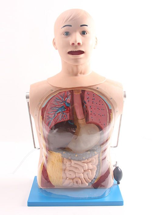 鼻胃管与气管护理模型