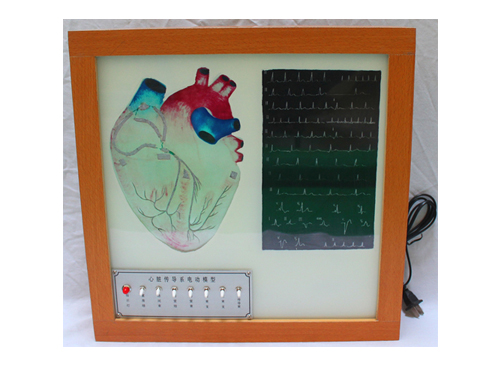 心脏传导系电动模型