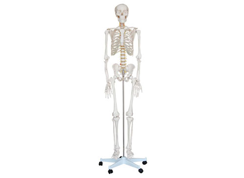 男性全身人体骨骼模型