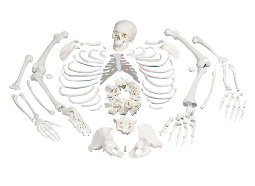 人体骨骼散骨模型（游离骨模型）